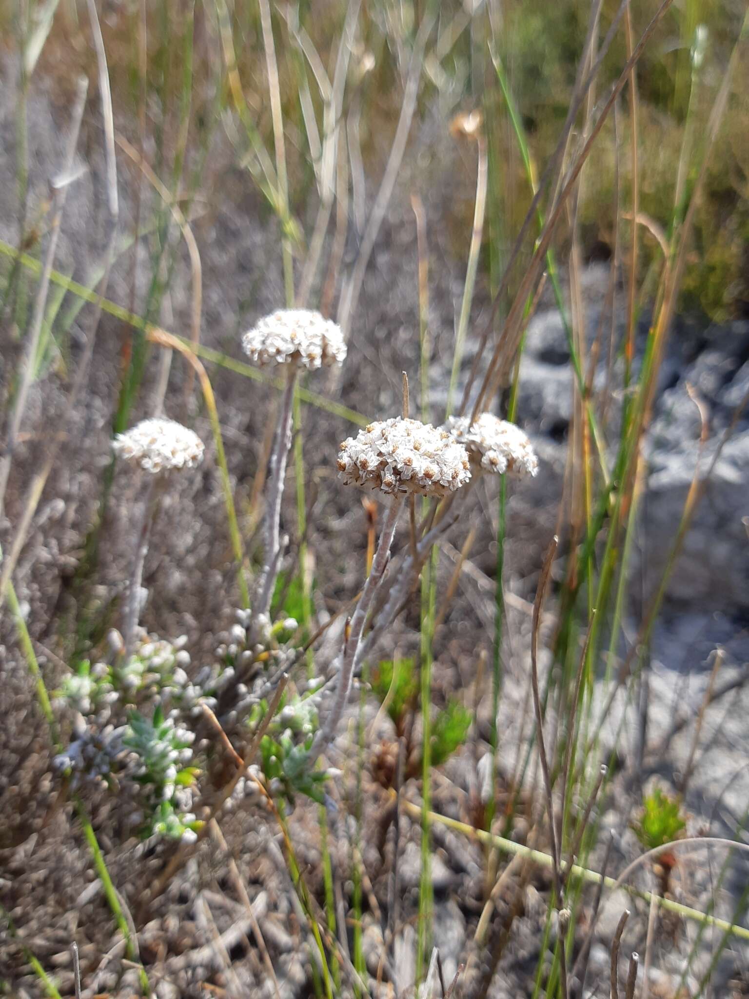 Image of Anaxeton asperum (Thunb.) DC.