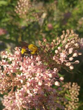 Image of Morrison Bumble Bee