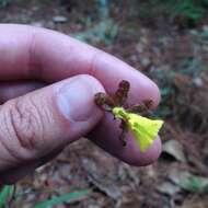 Image of Oncidium graminifolium (Lindl.) Lindl.