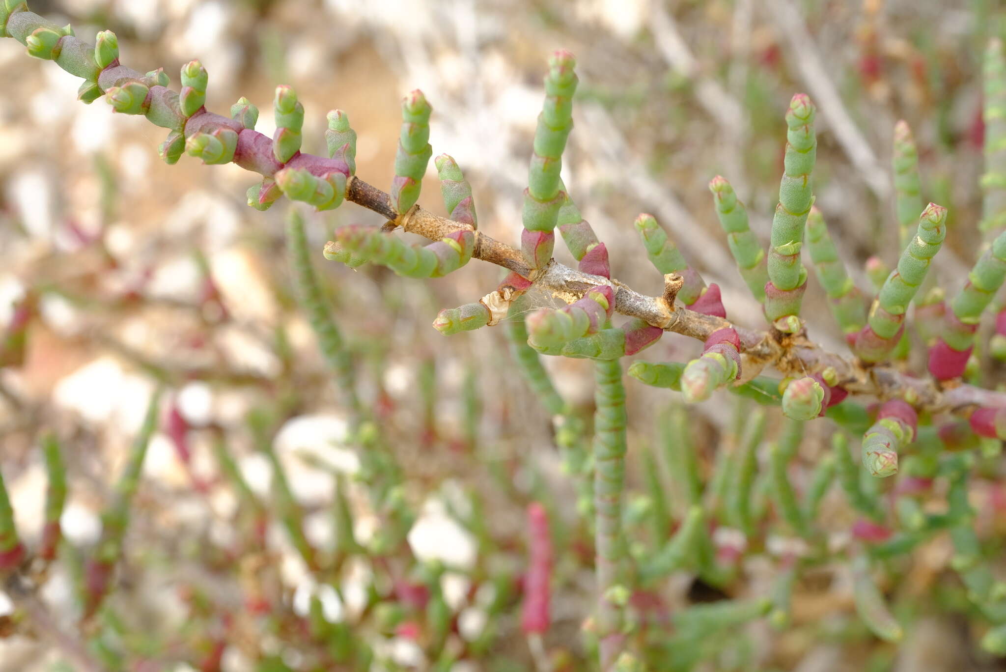 Слика од Salicornia pillansii (Moss) Piirainen & G. Kadereit