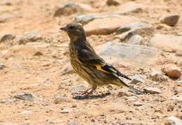 Image of Black-headed Greenfinch