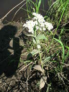 Image of Siberian horseradish