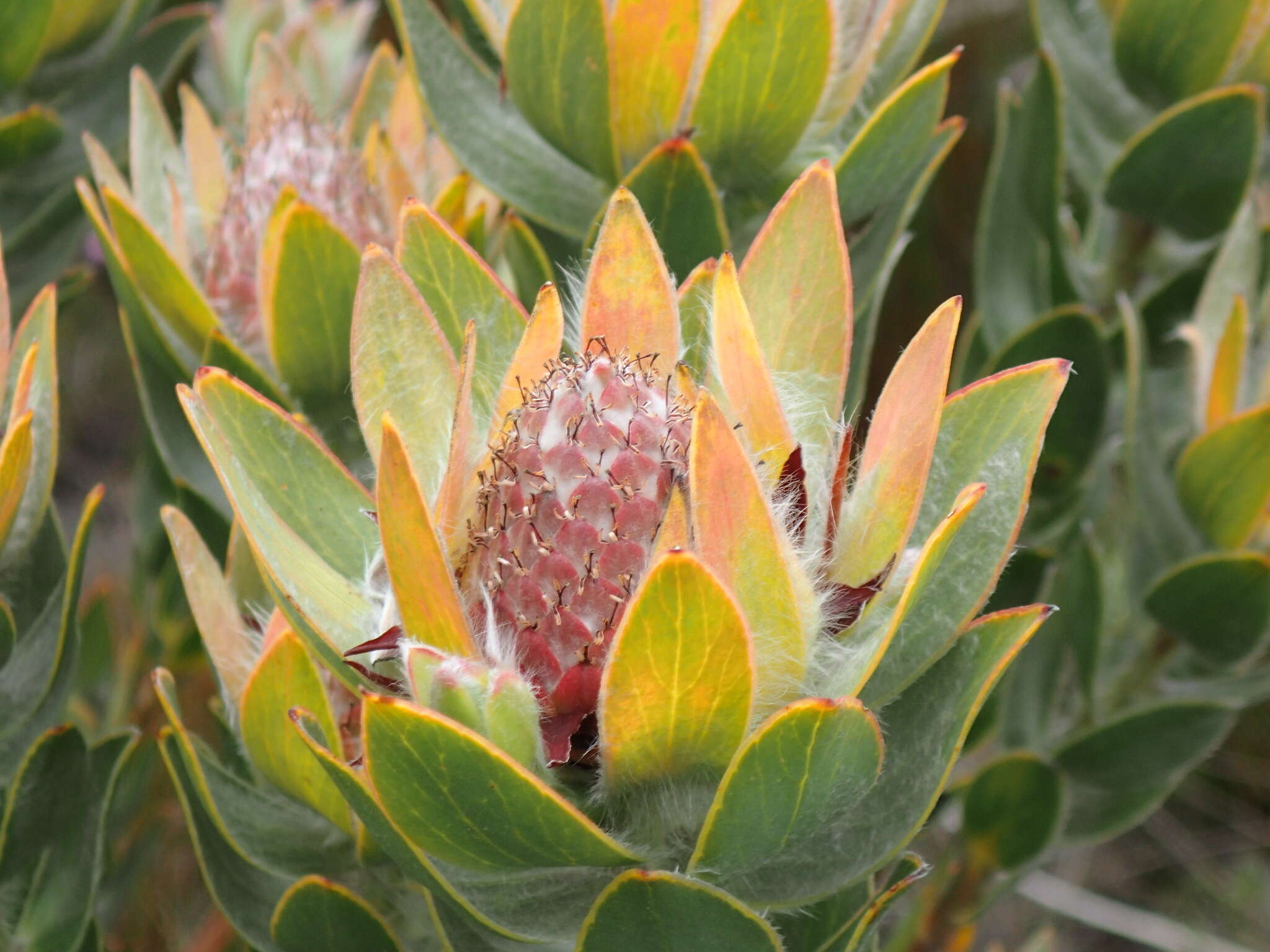 Image of Leucadendron nervosum Phillips & Hutchinson