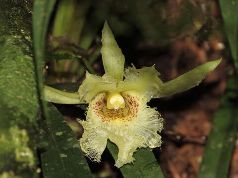 Image of Chondroscaphe embreei (Dodson & Neudecker) Rungius