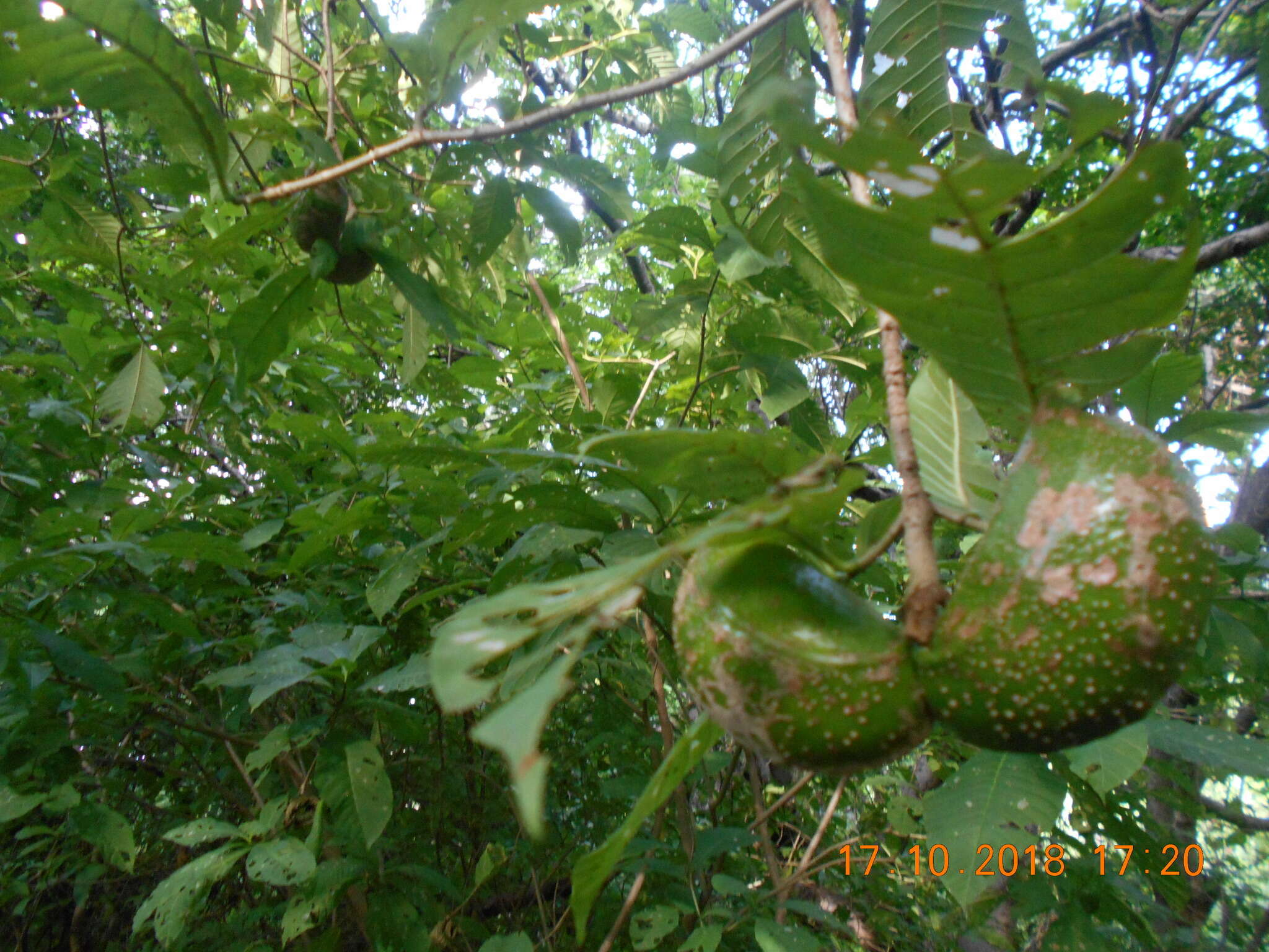 Plancia ëd Tabernaemontana tomentosa (Greenm.) A. O. Simões & M. E. Endress