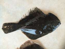 Image of Black Flounder