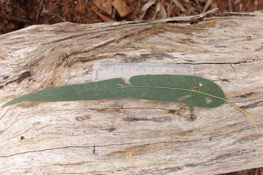 Plancia ëd Eucalyptus globulus subsp. bicostata (Maiden. Blakely & Simmonds) Kirkpatrick