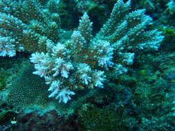 Image of Acropora abrotanoides (Lamarck 1816)