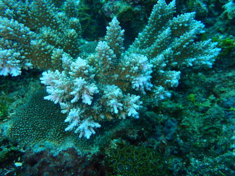 Слика од Acropora abrotanoides (Lamarck 1816)