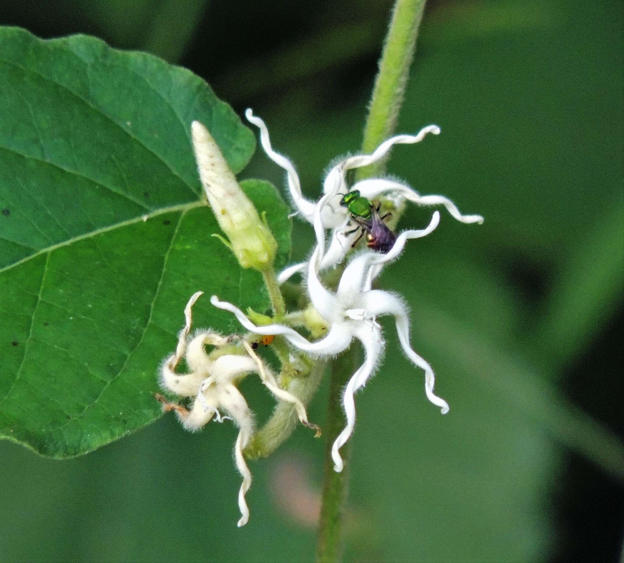 Image de Oxypetalum erianthum Decne.