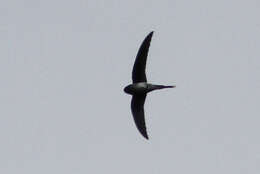 Image of Grey-rumped Treeswift