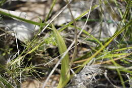 Image de Thelymitra crinita Lindl.