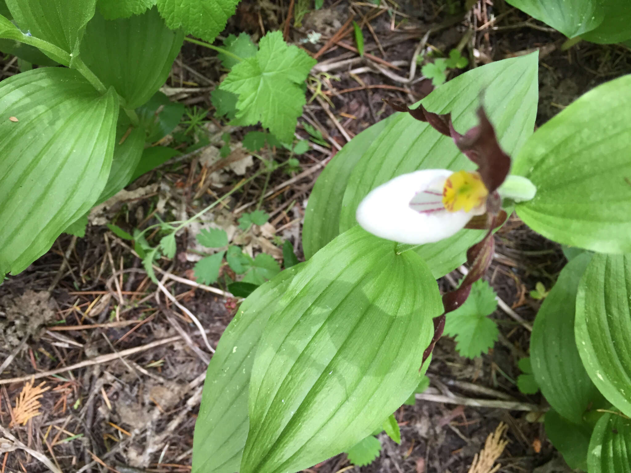 Imagem de Cypripedium montanum Douglas ex Lindl.