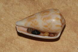 صورة Conus cyanostoma A. Adams 1854