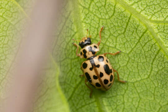 Image of Marsh Lady Beetle