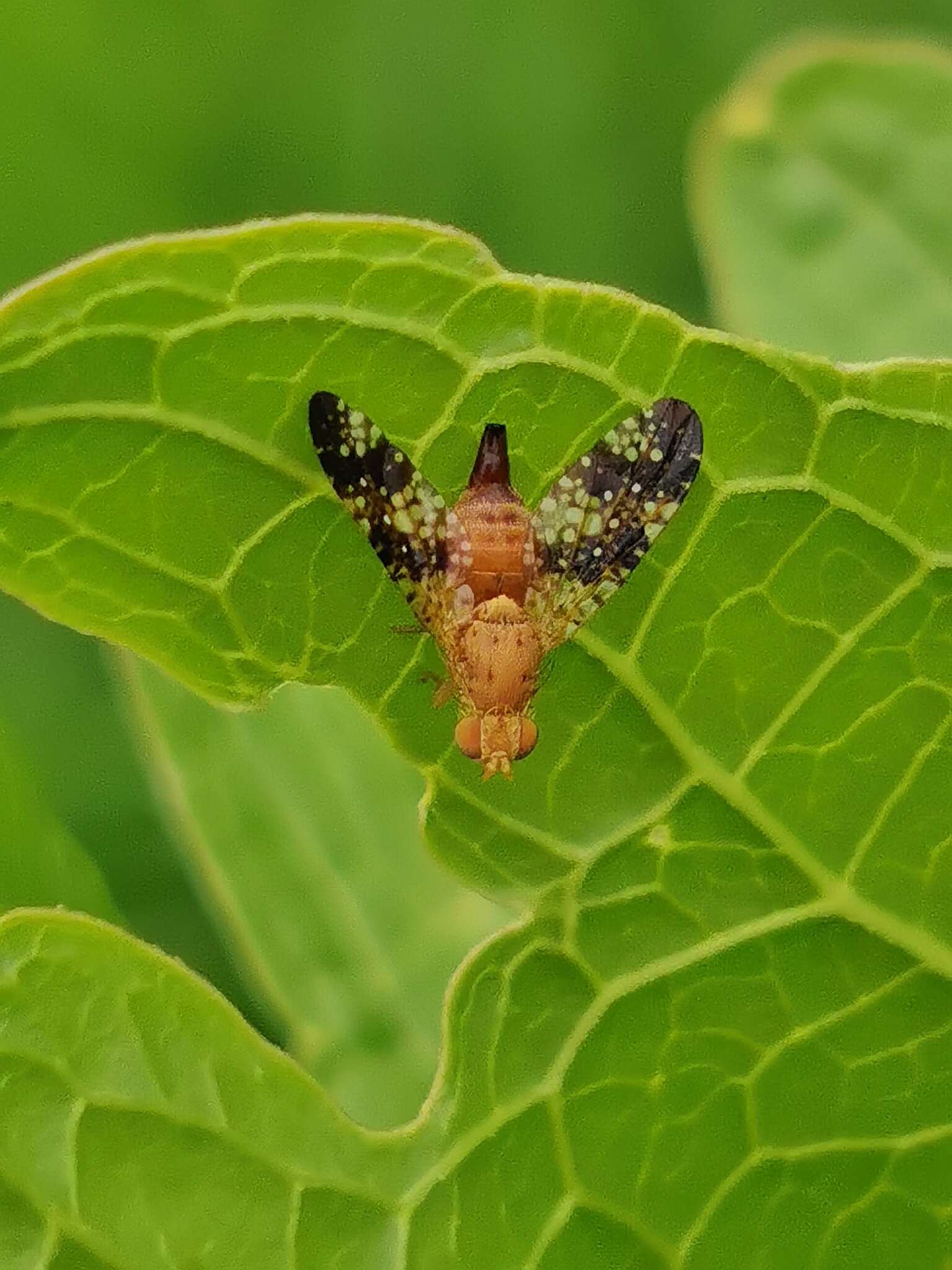 Image de Acinia corniculata (Zetterstedt 1819)