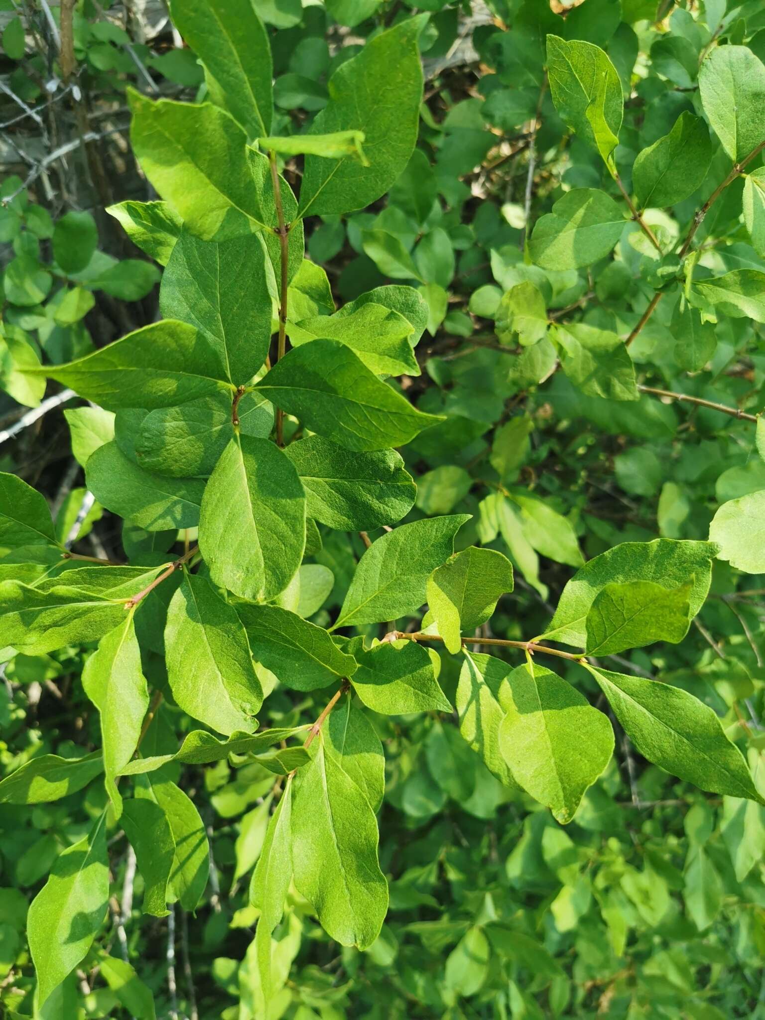 Image of purpleflower honeysuckle