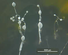 Image of Dictyostelium rosarium