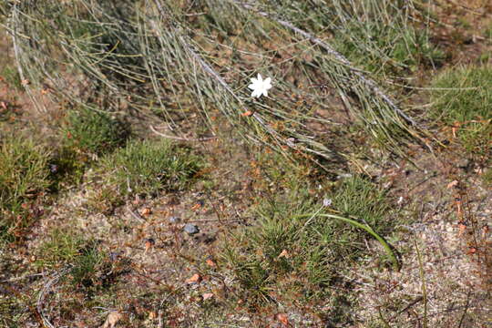 Image of Drosera heterophylla Lindl.