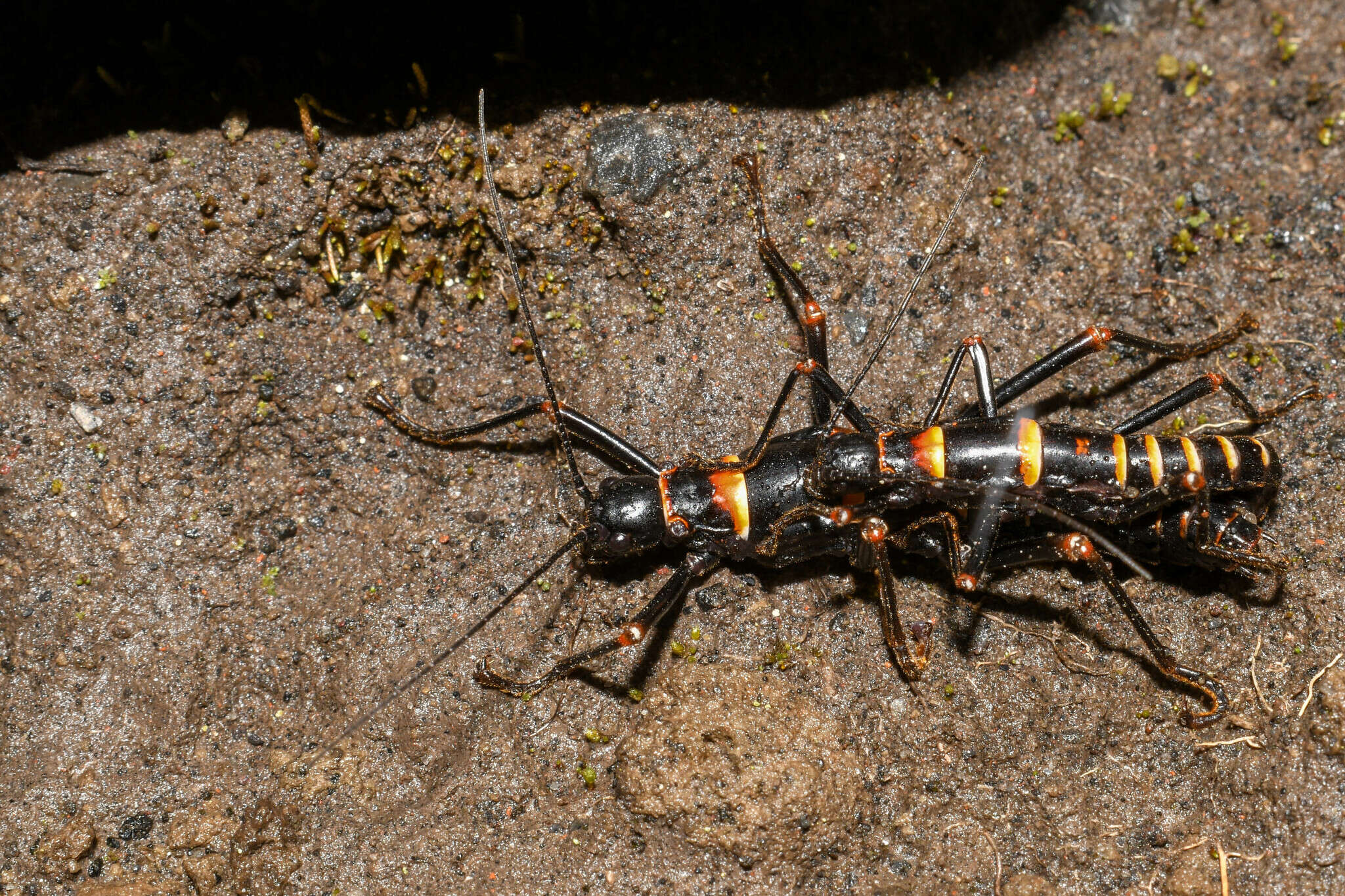 Image of Monticomorpha flavolimbata (Redtenbacher 1906)