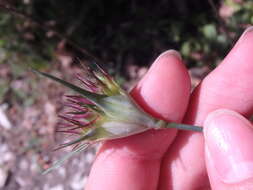 Image of Dianthus capitatus Balb. ex DC.
