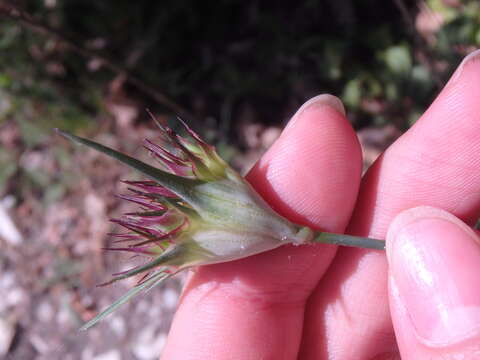 Image of Dianthus capitatus Balb. ex DC.