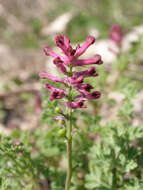 Image of drug fumitory