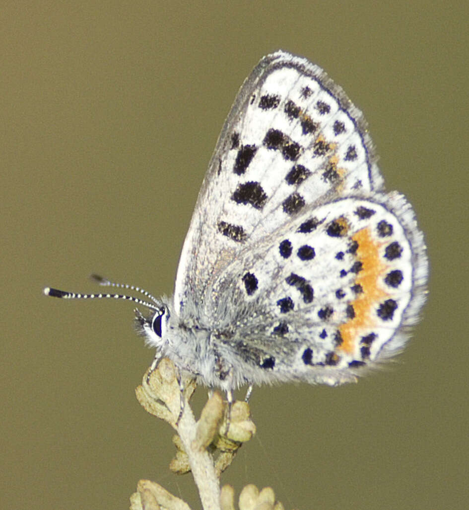 Euphilotes battoides allyni (Shields 1975)的圖片