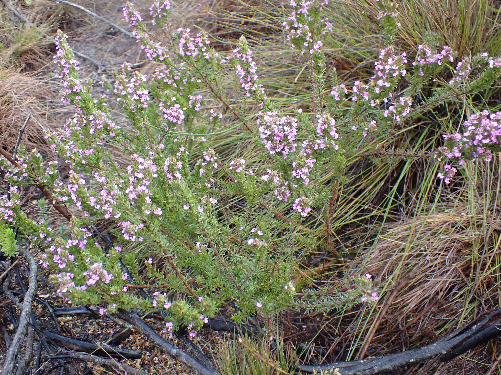 Image of Muraltia alopecuroides (L.) DC.