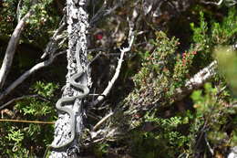 Image of White-lipped snake