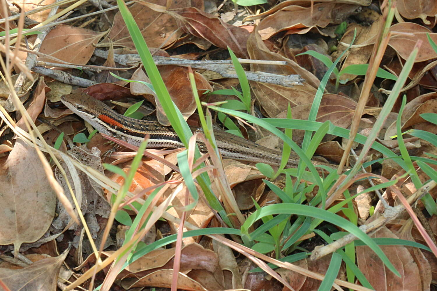 Image de Trachylepis elegans Peters 1854