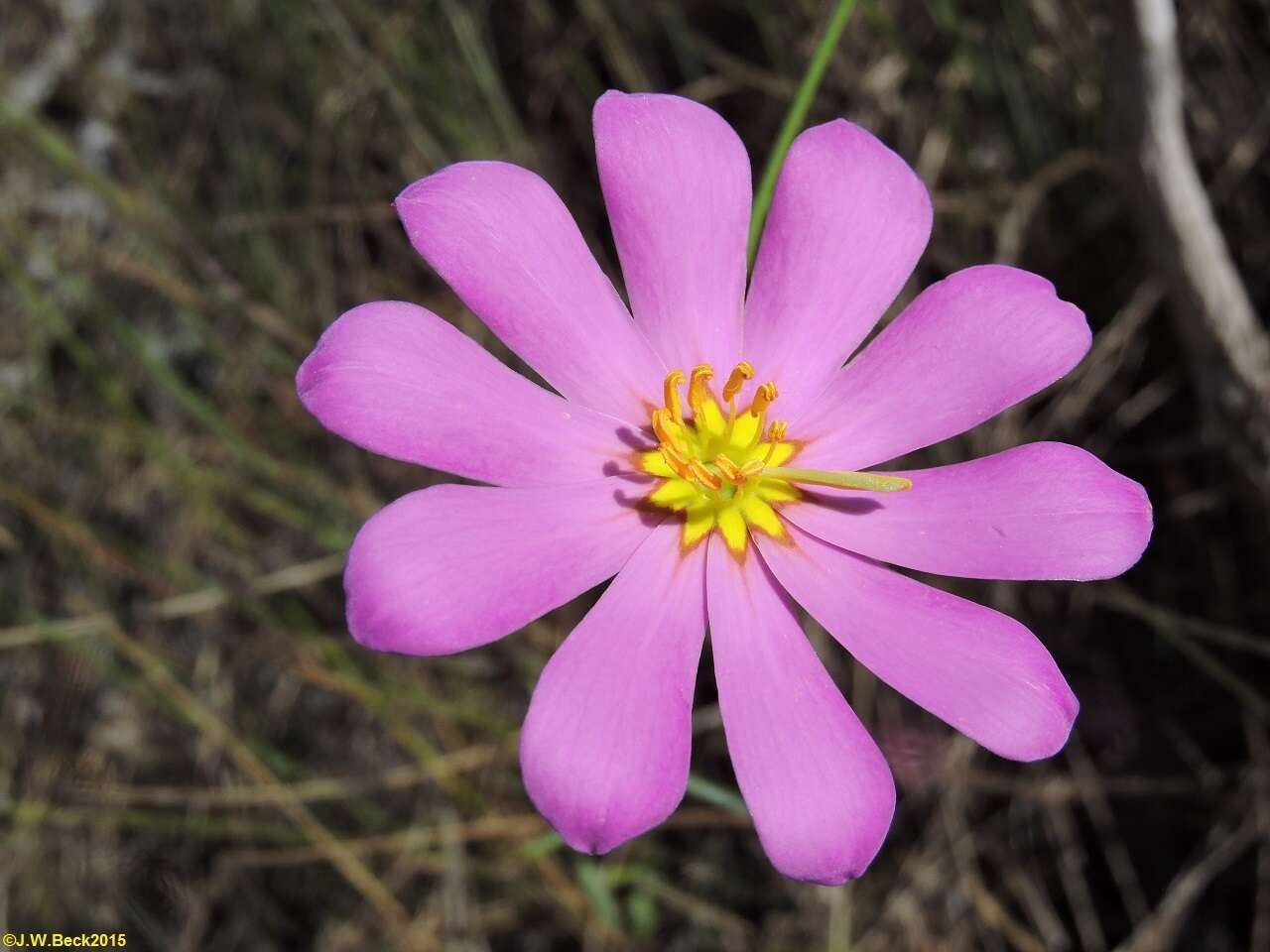 Sabatia bartramii Wilbur resmi