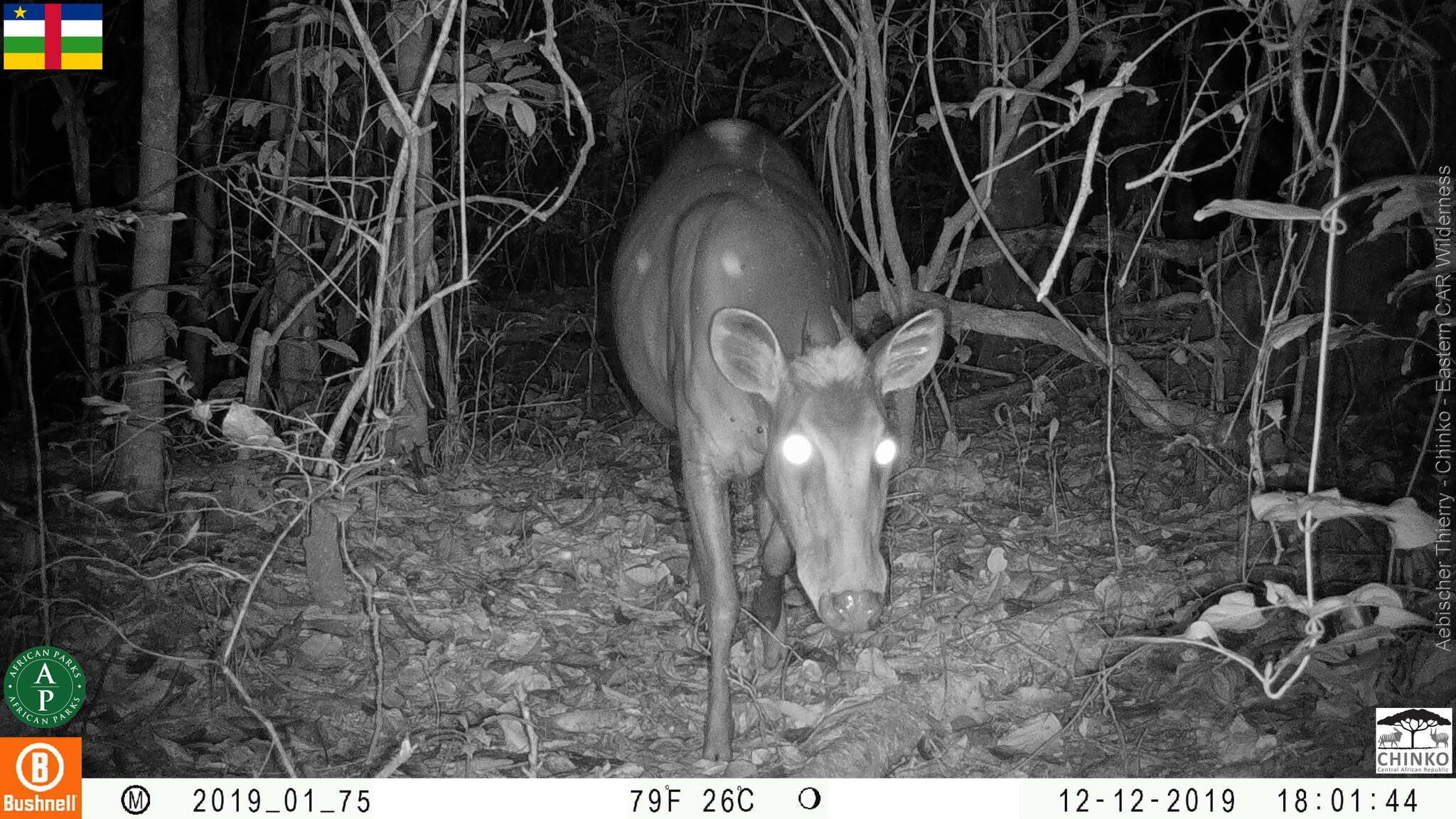 Image of yellow-backed duiker