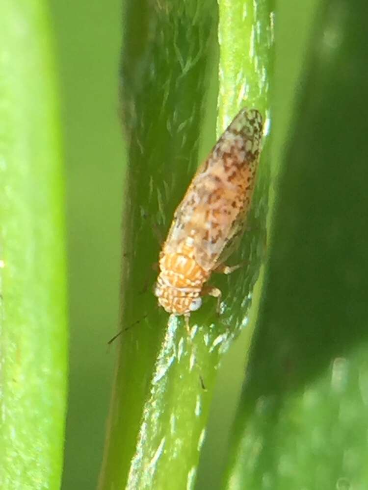 Image of Psyllid