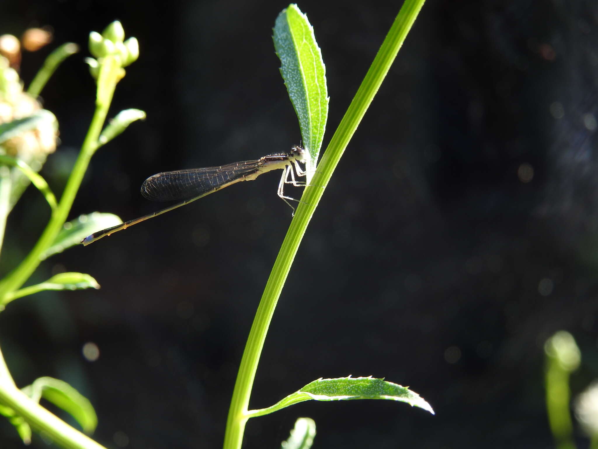 Image of Argentagrion ambiguum (Ris 1904)