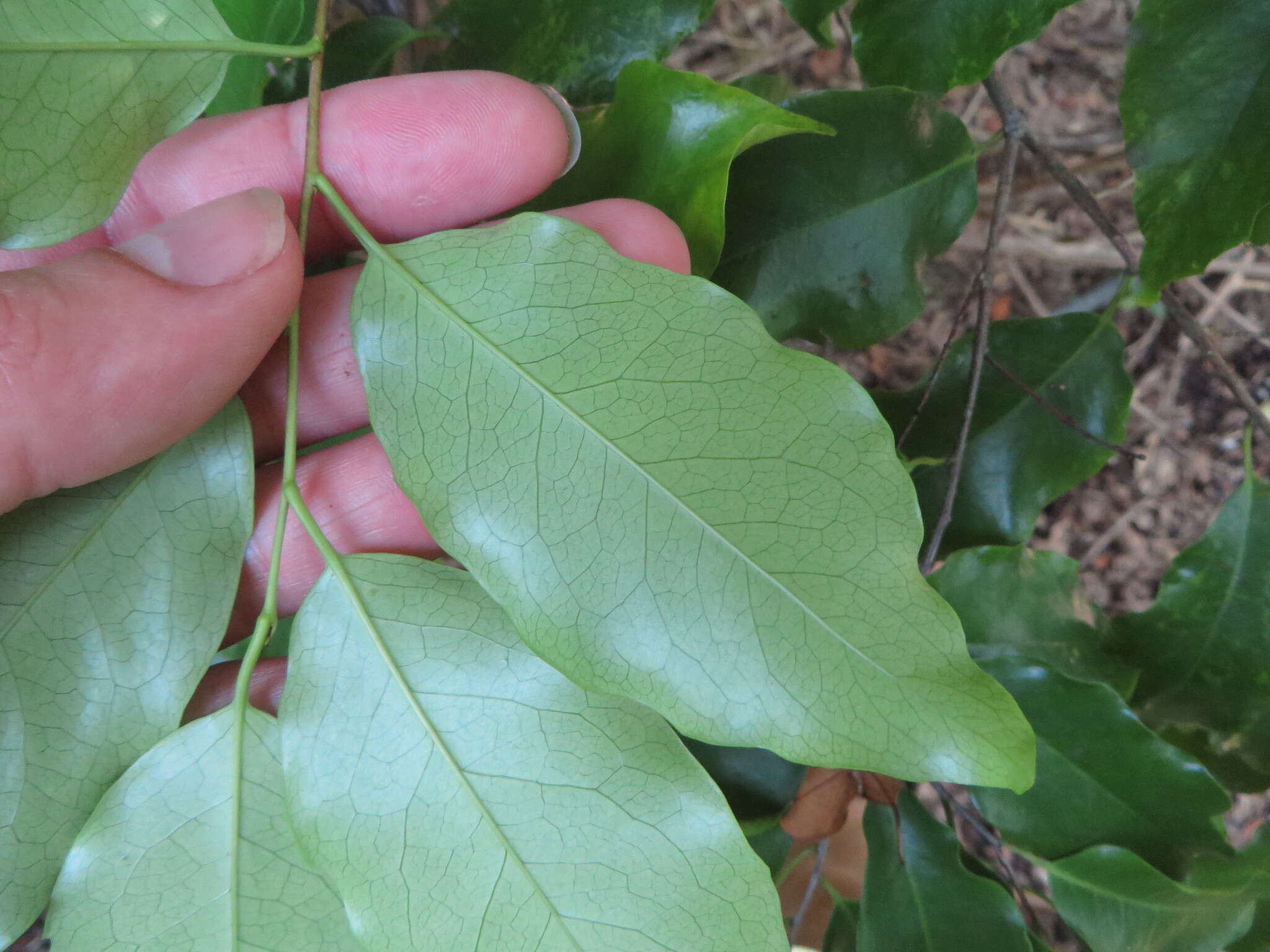 Imagem de Prunus myrtifolia (L.) Urban