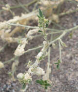 Image of California silverbush