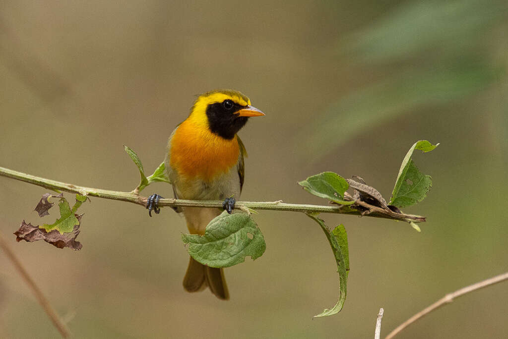 Image of Guira Tanager