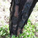 Image of Pinus caribaea var. bahamensis (Griseb.) W. H. Barrett & Golfari