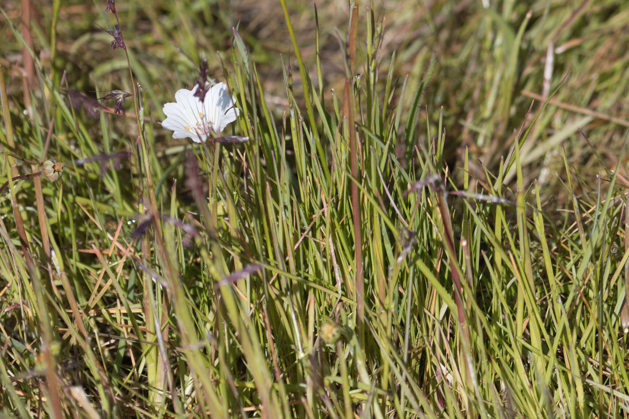 Imagem de Limnanthes douglasii subsp. rosea (Hartw. ex Benth.) C. T. Mason