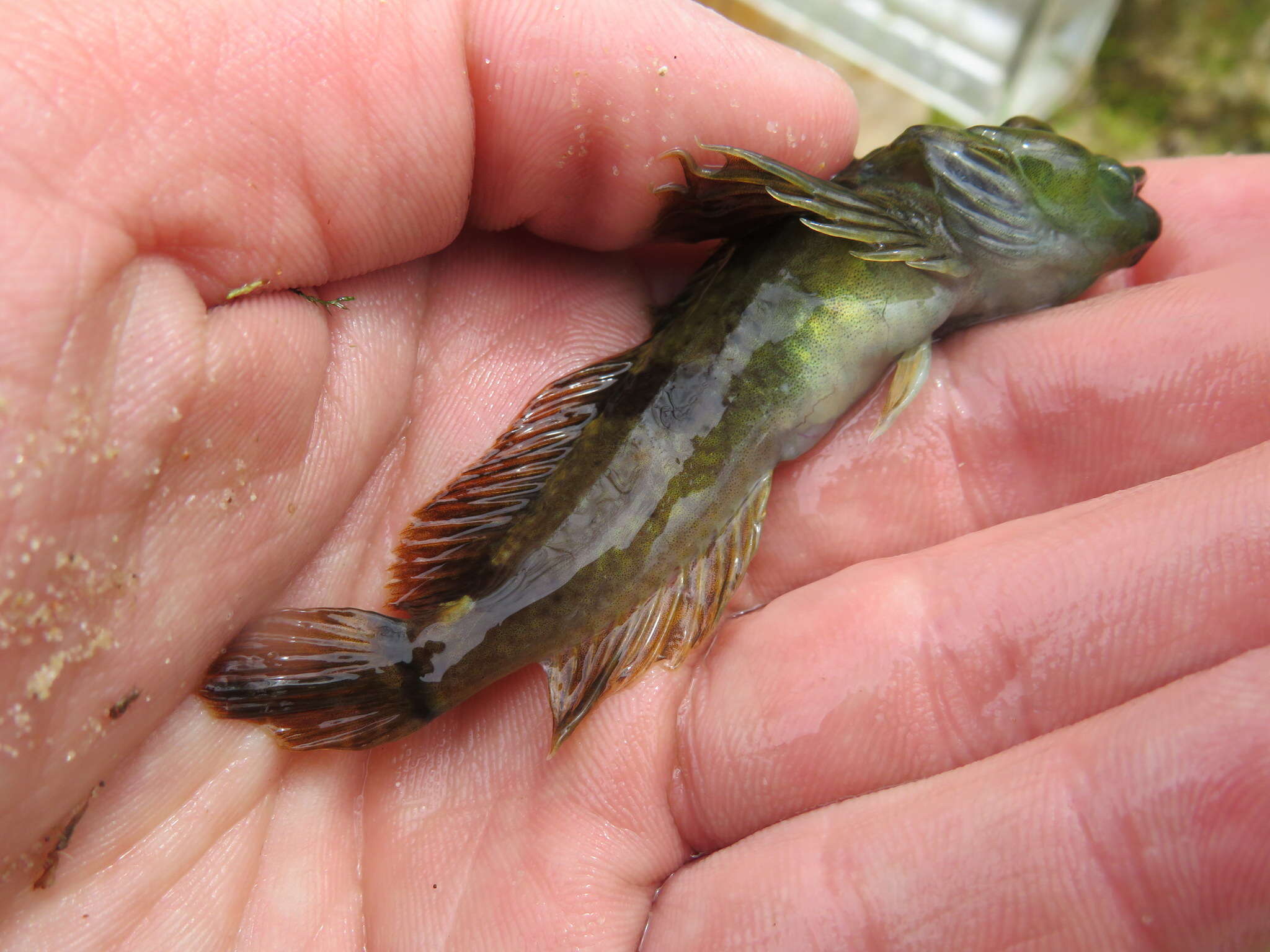 Image of Ozark sculpin