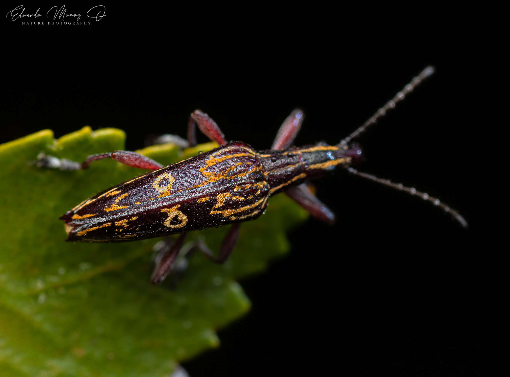 Image of Dicordylus annulifera Bovie ex Wytsman 1909