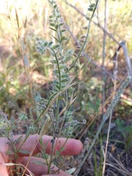 Image de Cryptantha texana (A. DC.) Greene