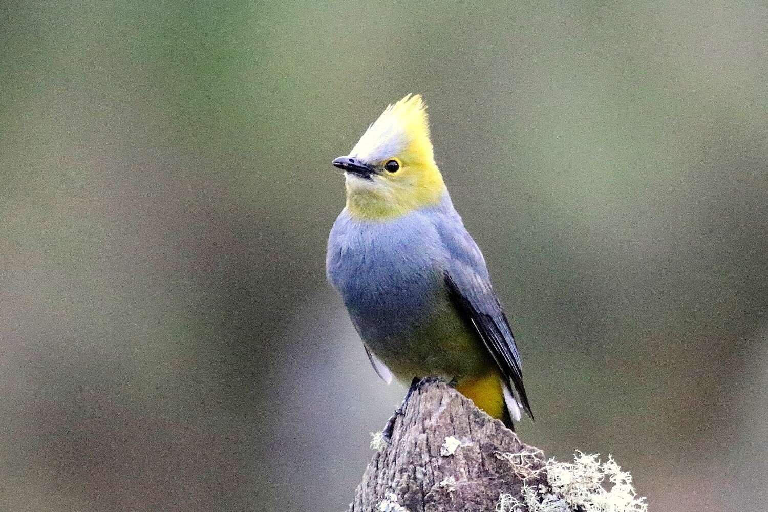 Image of Long-tailed Silky-flycatcher