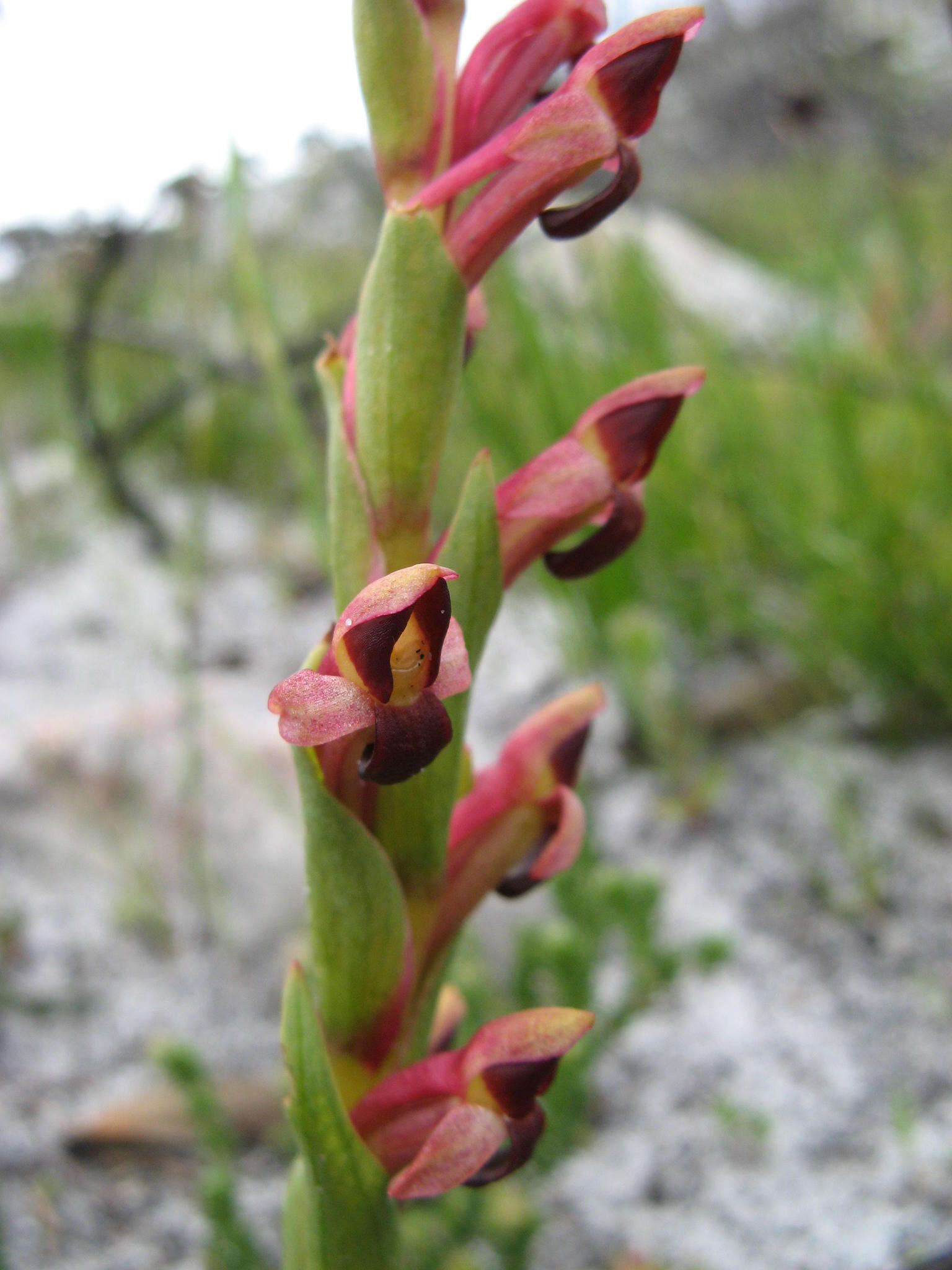 Disa rufescens (Thunb.) Sw. resmi