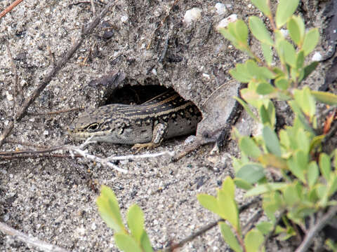 Image of White's Rock-skink