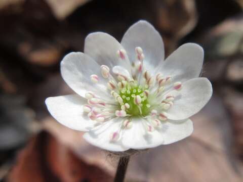 Image of Hepatica nobilis var. asiatica (Nakai) H. Hara