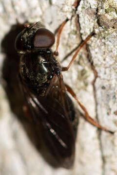 صورة Cheilosia flavipes (Panzer 1798)