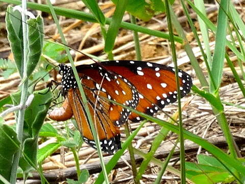 Sivun Danaus gilippus thersippus (H. Bates 1863) kuva