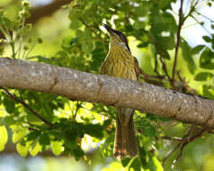 Image of Varied Honeyeater